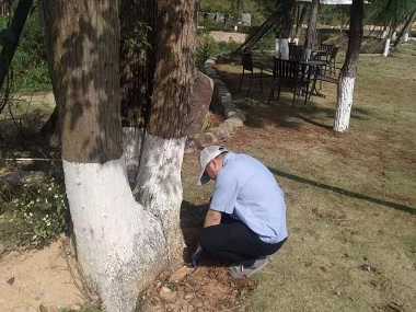 镇龙白蚁灭杀站园林绿化树木遭遇白蚁危害怎么办
