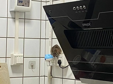 朱村除虫灭鼠站厨房灭鼠如何放置灭鼠夹