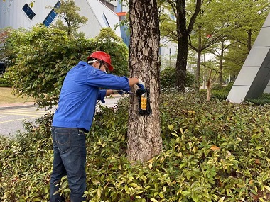 永和白蚁预防公司白蚁对香樟的危害及防治