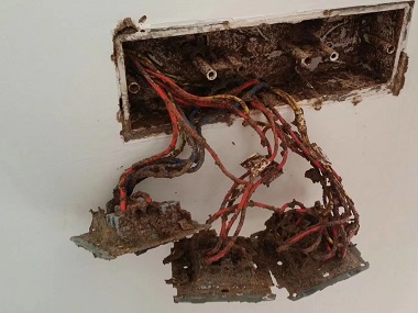 石滩灭治白蚁机构普通杀虫剂能根治白蚁吗?