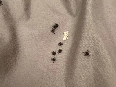 荔城控制有害生物机构怎样有效消灭臭虫