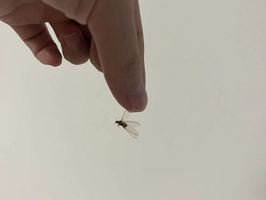 宁西白蚁备案站家里出现带翅膀的白蚁怎么办